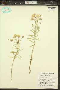 Oenothera pallida image