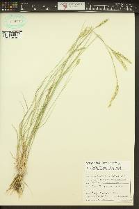 Agropyron fragile image