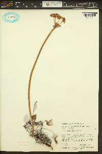 Eriogonum compositum var. leianthum image