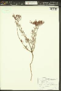 Eriogonum microtheca image