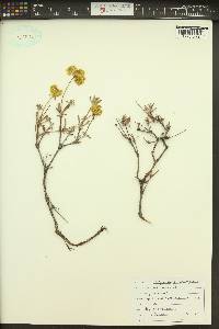Eriogonum sphaerocephalum var. sphaerocephalum image