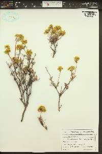 Eriogonum sphaerocephalum image