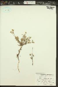 Eriogonum sphaerocephalum var. sphaerocephalum image