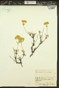 Eriogonum sphaerocephalum image