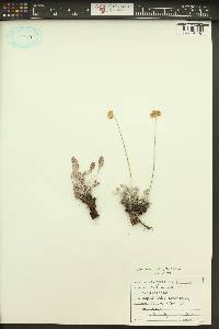 Eriogonum strictum var. proliferum image