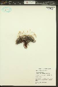Eriogonum thymoides image