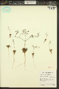 Oxytheca dendroidea image
