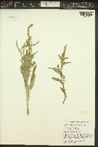 Rumex salicifolius image