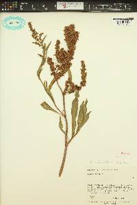 Rumex salicifolius image