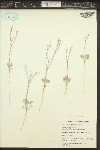 Eriogonum baileyi image