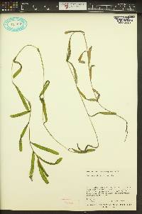 Potamogeton crispus image