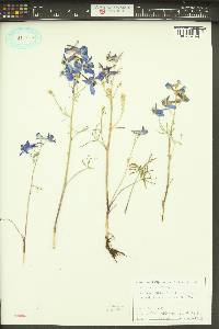 Delphinium nuttallianum image