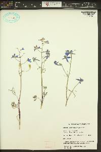 Delphinium nuttallianum image