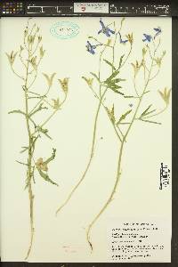 Delphinium nuttallianum image