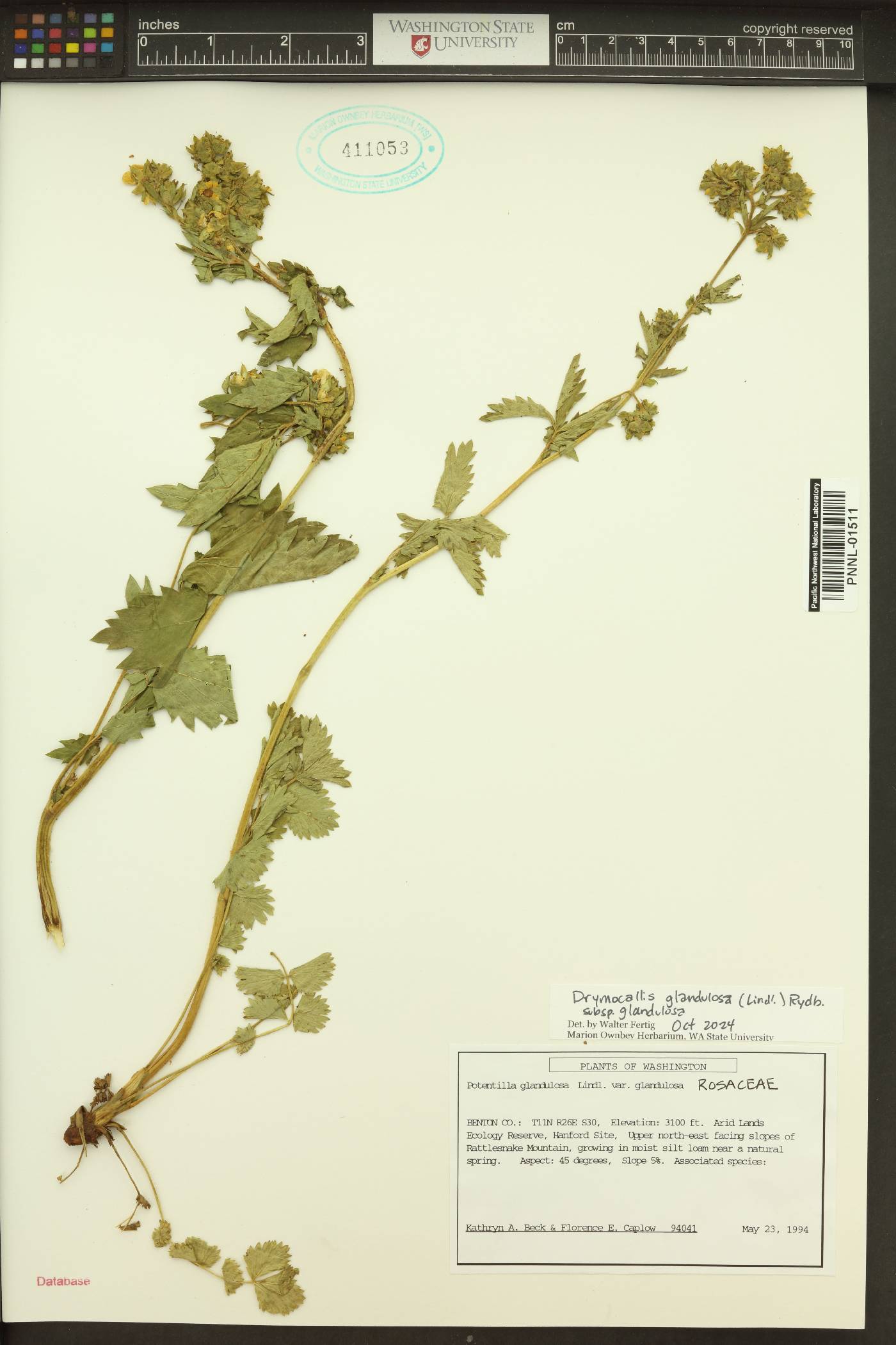 Drymocallis glandulosa subsp. glandulosa image