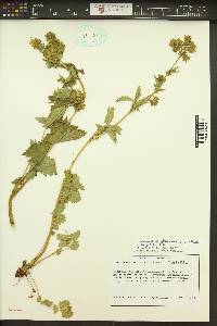 Drymocallis glandulosa image