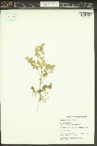 Potentilla rivalis image