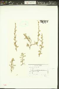 Purshia tridentata image