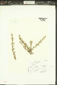 Purshia tridentata image