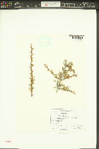 Purshia tridentata image