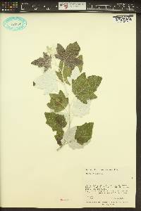 Populus alba image