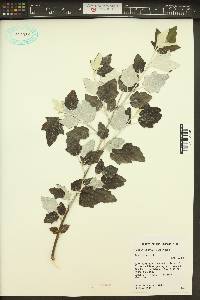 Populus alba image