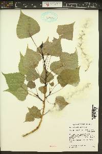 Populus nigra image