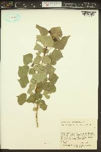 Populus nigra image