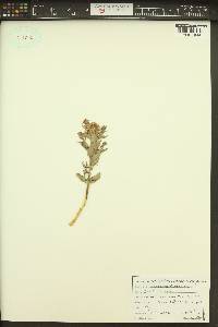 Comandra umbellata subsp. pallida image