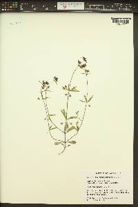 Collinsia parviflora image