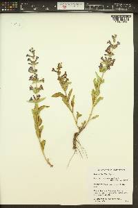 Penstemon acuminatus var. acuminatus image