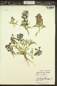 Penstemon acuminatus image