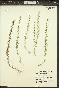 Veronica peregrina subsp. xalapensis image