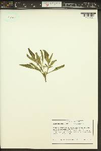 Solanum physalifolium image