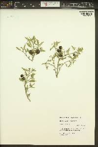 Solanum triflorum image