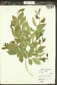 Ulmus pumila image