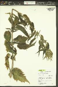 Urtica dioica image