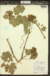 Vitis vinifera image