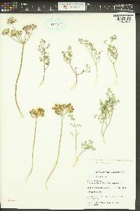 Lomatium papilioniferum image