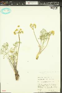 Lomatium papilioniferum image