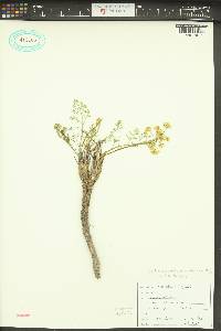 Lomatium papilioniferum image