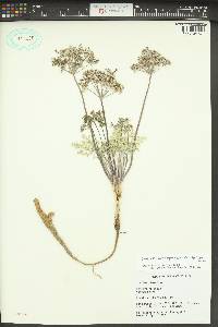 Lomatium macrocarpum image