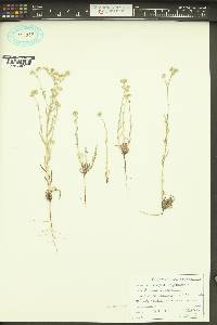 Cryptantha pterocarya image