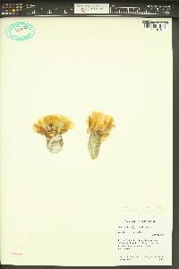 Opuntia x columbiana image