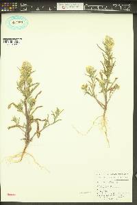 Phacelia linearis image