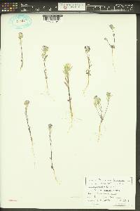 Phacelia linearis image