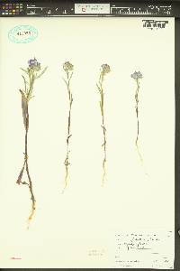 Phacelia linearis image