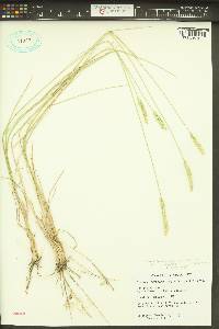 Elymus trachycaulus subsp. trachycaulus image