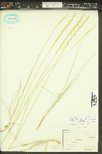 Elymus lanceolatus image