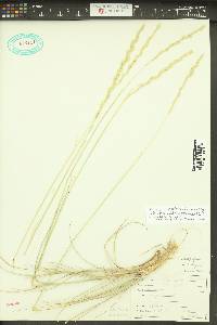 Elymus lanceolatus image